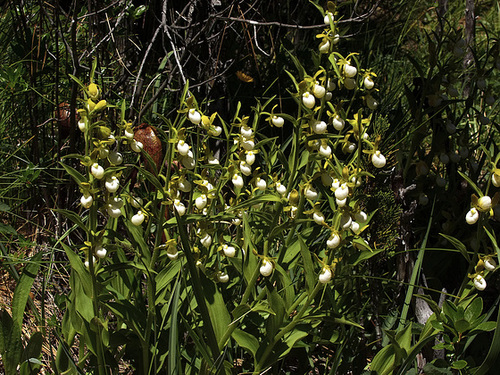 Cypripedium californicum (California Lady's-slipper orchid)