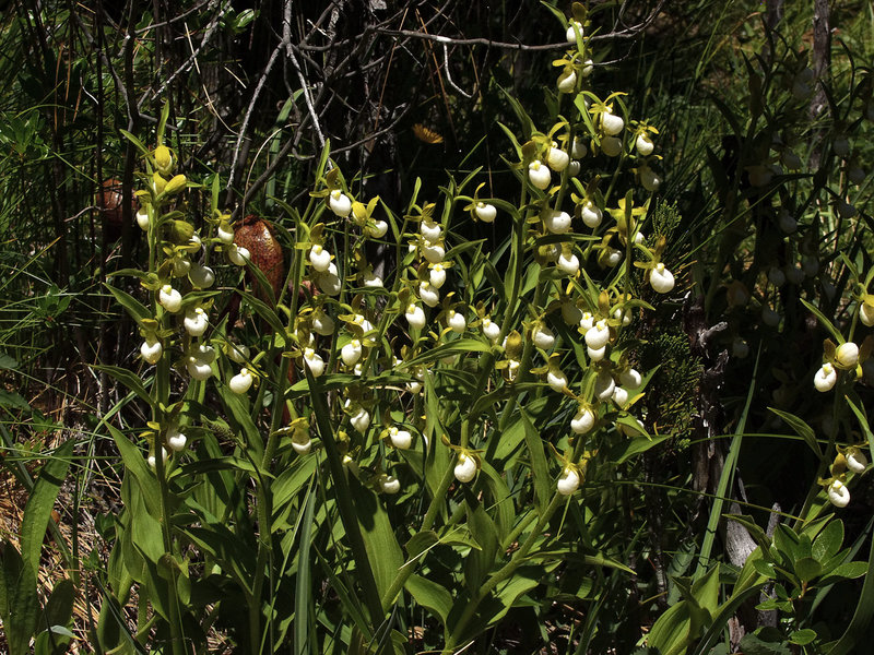 Cypripedium californicum (California Lady's-slipper orchid)