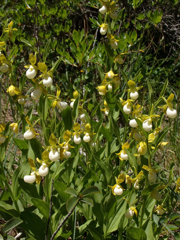 Cypripedium californicum (California Lady's-slipper orchid)