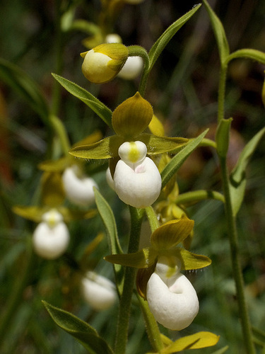 Cypripedium californicum (California Lady's-slipper orchid)
