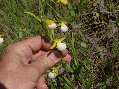 Cypripedium californicum (California Lady's-slipper orchid)