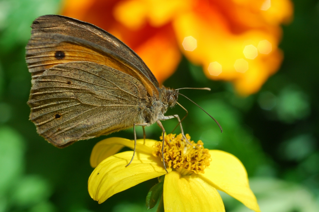 Un Papillon Myrtil.