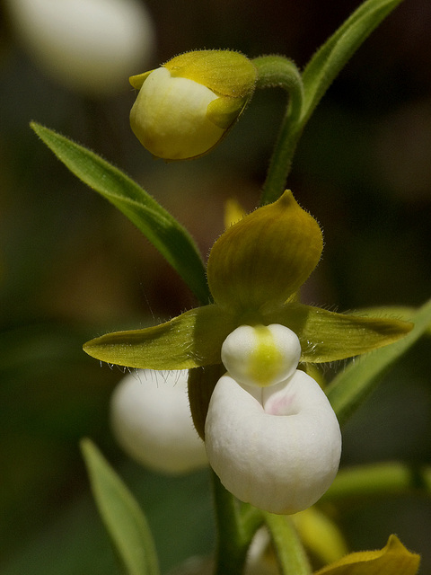 Cypripedium californicum (California Lady's-slipper orchid)