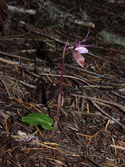 Calypso bulbosa var. occidentalis (Western Fairly Slipper orchid)