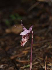 Calypso bulbosa var. occidentalis (Western Fairly Slipper orchid)