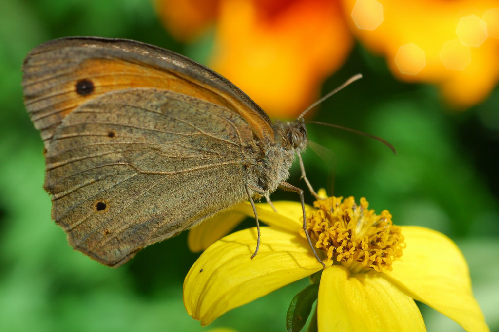 Un Papillon Myrtil.