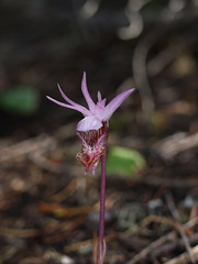 Calypso bulbosa var. occidentalis (Western Fairly Slipper orchid)