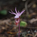 Calypso bulbosa var. occidentalis (Western Fairly Slipper orchid)