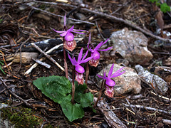 Calypso bulbosa var. occidentalis (Western Fairly Slipper orchid)