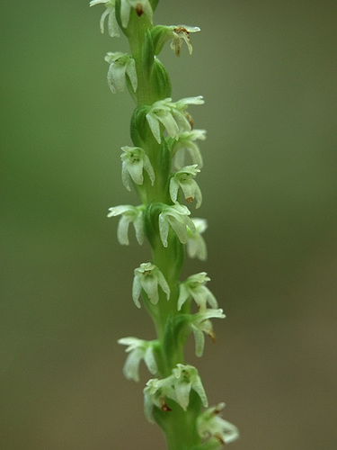 Pipera candida (White flowered Rein orchid)