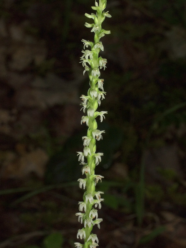 Pipera candida (White flowered Rein orchid)