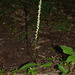 Pipera candida (White flowered Rein orchid)