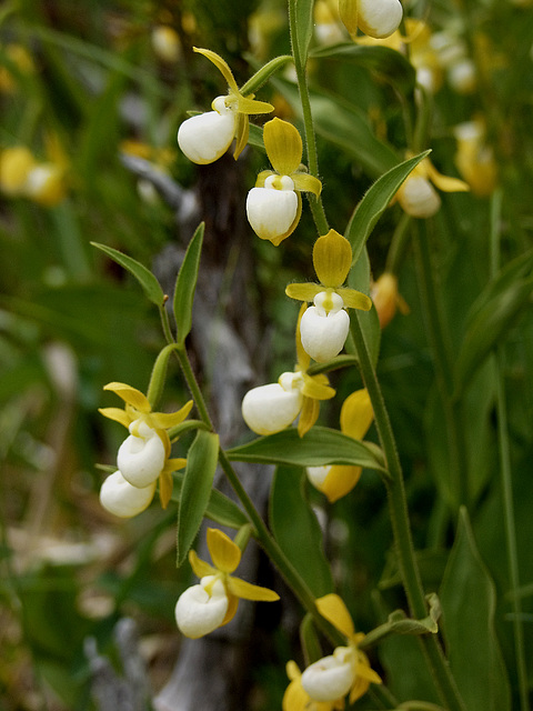 Cypripedium californicum (California Lady's-slipper orchid)