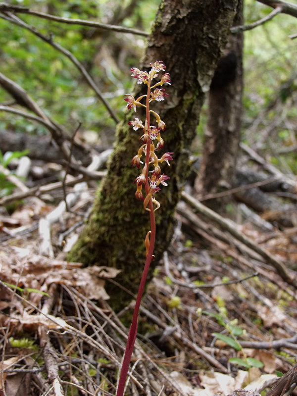 Corallorhiza maculata (Spotted Coralroot orchid)