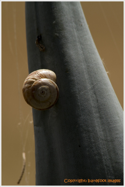 snail