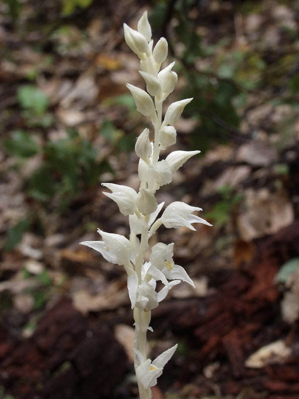 Cephalanthera austiniae (Phantom orchid)