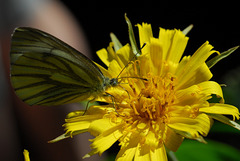 Un Papillon Piéride.