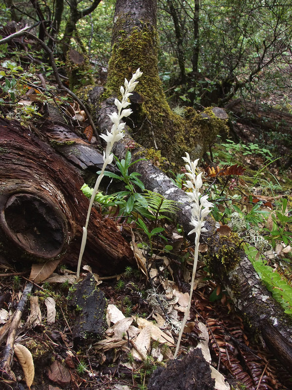 Cephalanthera austiniae (Phantom orchid)