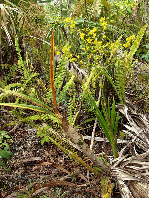 Cyrtopodium andersonii (Anderson's Cyrtopodium orchid) habitat