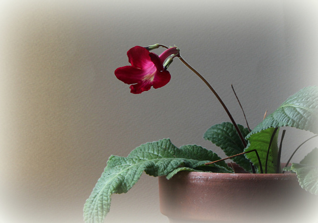 Streptocarpus de Minique