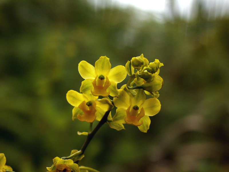 Cyrtopodium andersonii (Anderson's Cyrtopodium orchid)