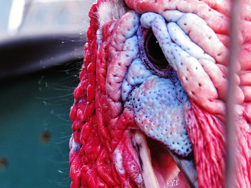 turkey