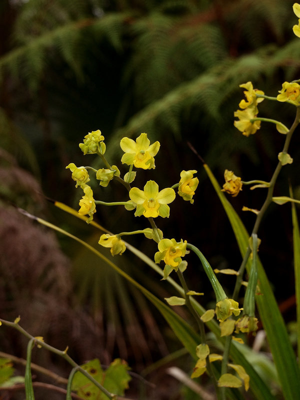 Cyrtopodium andersonii (Anderson's Cyrtopodium orchid)