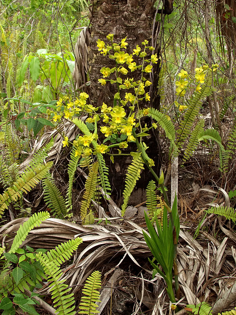 Cyrtopodium andersonii (Anderson's Cyrtopodium orchid) habitat