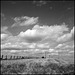 Feld