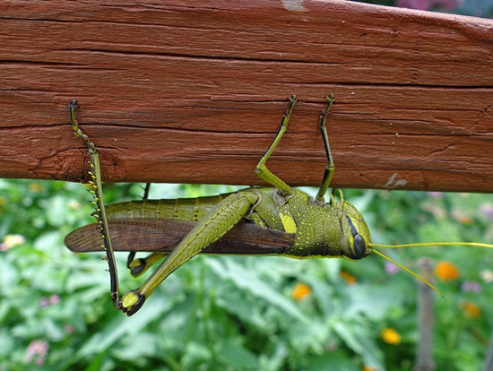 Green Grasshopper