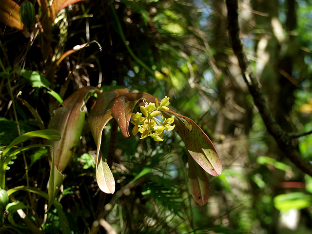 Epidendrum anceps (Dingy flowered star orchid)