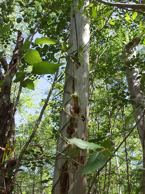 Vanilla planifolia (Zig Zag Vanilla orchid)