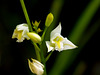 Bletia purpurea (Pine Pink orchid)  white form