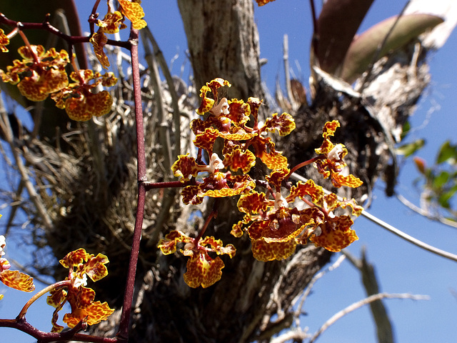 Trichocentrum luridum (Mule-Ear orchid)