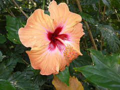 Une fleur d'Hibiscus.