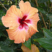 Une fleur d'Hibiscus.