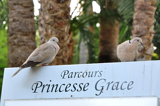 MONACO: Un couple de tourterelles.