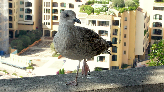 MONACO: Une Mouette.