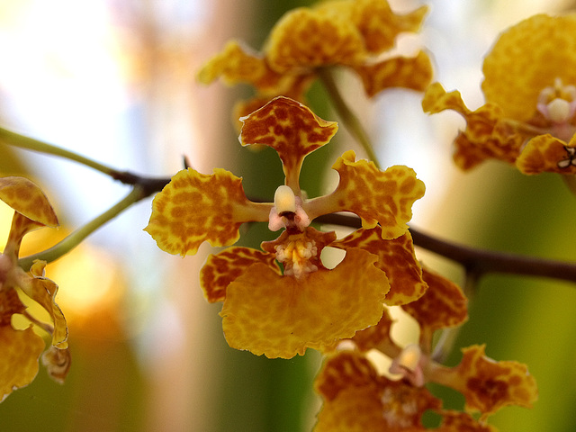 Trichocentrum luridum (Mule-Ear orchid)