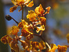 Trichocentrum luridum (Mule-Ear orchid)