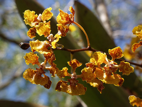 Trichocentrum luridum (Mule-Ear orchid)