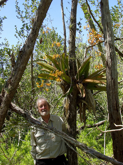 Trichocentrum luridum (Mule-Ear orchid) habitat