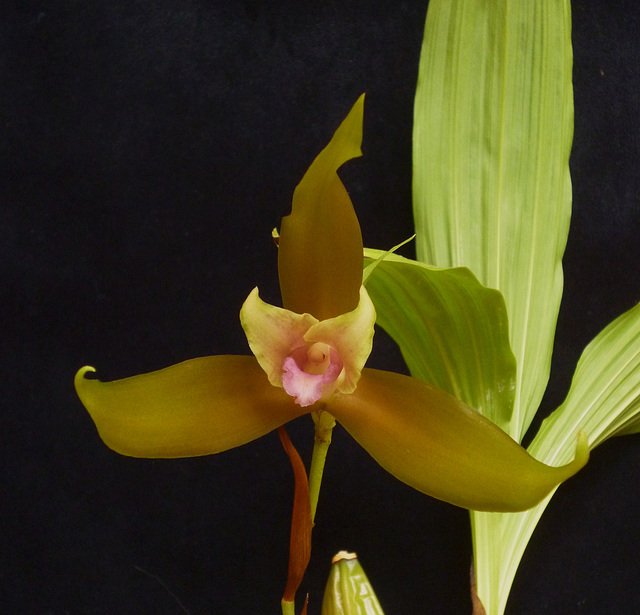 Lycaste schilleriana var. rosea