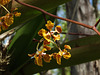 Trichocentrum luridum (Mule-Ear orchid)