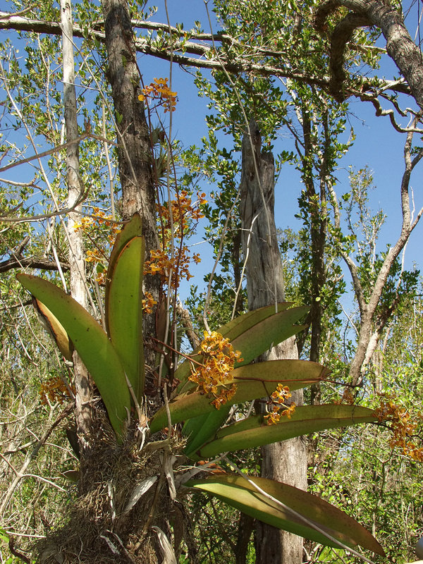 Trichocentrum luridum (Mule-Ear orchid) habitat