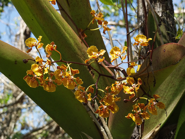 Trichocentrum luridum (Mule-Ear orchid)