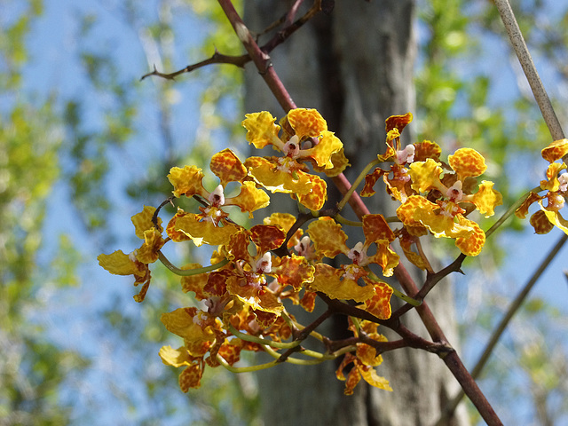 Trichocentrum luridum (Mule-Ear orchid)