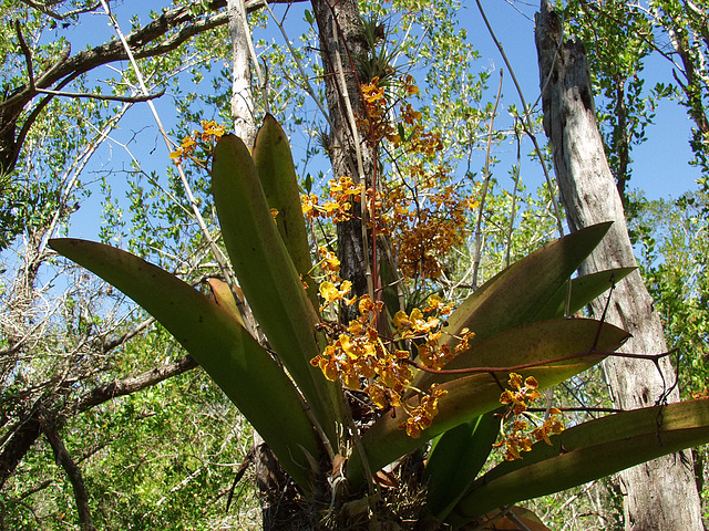 Trichocentrum luridum (Mule-Ear orchid)