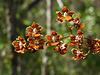 Trichocentrum luridum (Mule-Ear orchid)