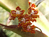 Trichocentrum luridum (Mule-Ear orchid)